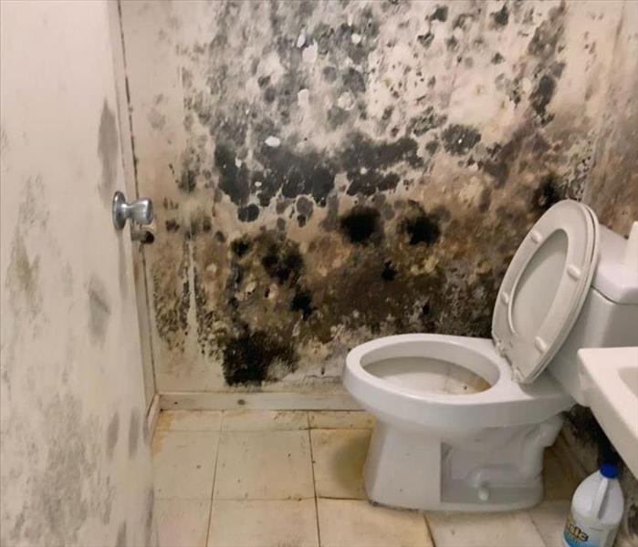 Mold in a downstairs Bathroom