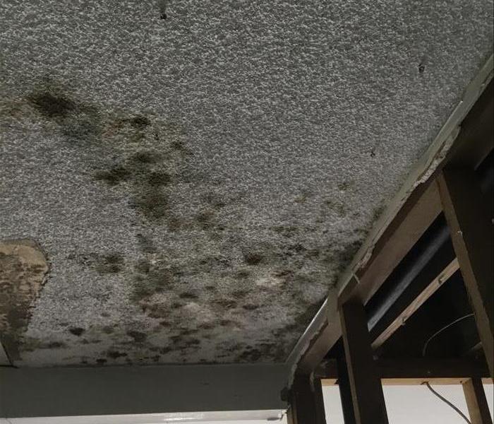 Mold On Ceilings