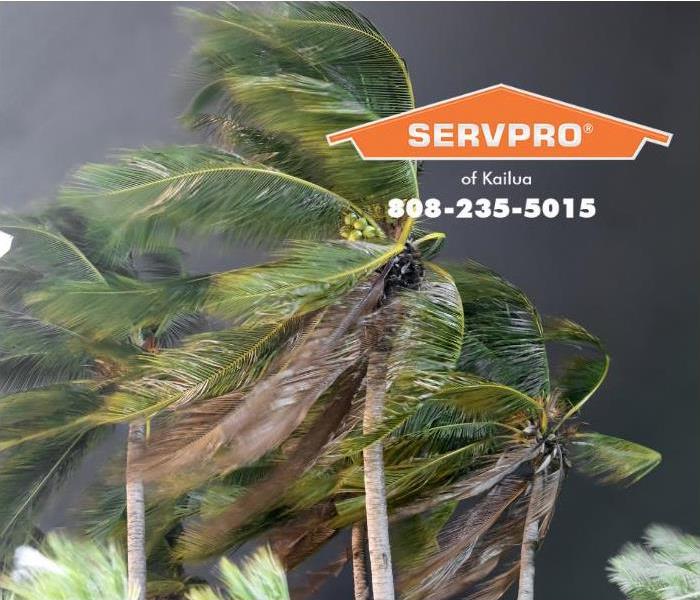 High winds are blowing over palm trees.